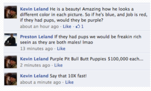 - purple-pit-bull-puppies-fb-bigger-2012-01-16_08101